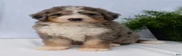 Mini Bernedoodle dogs for sale: Mini Baker  - Ad 18