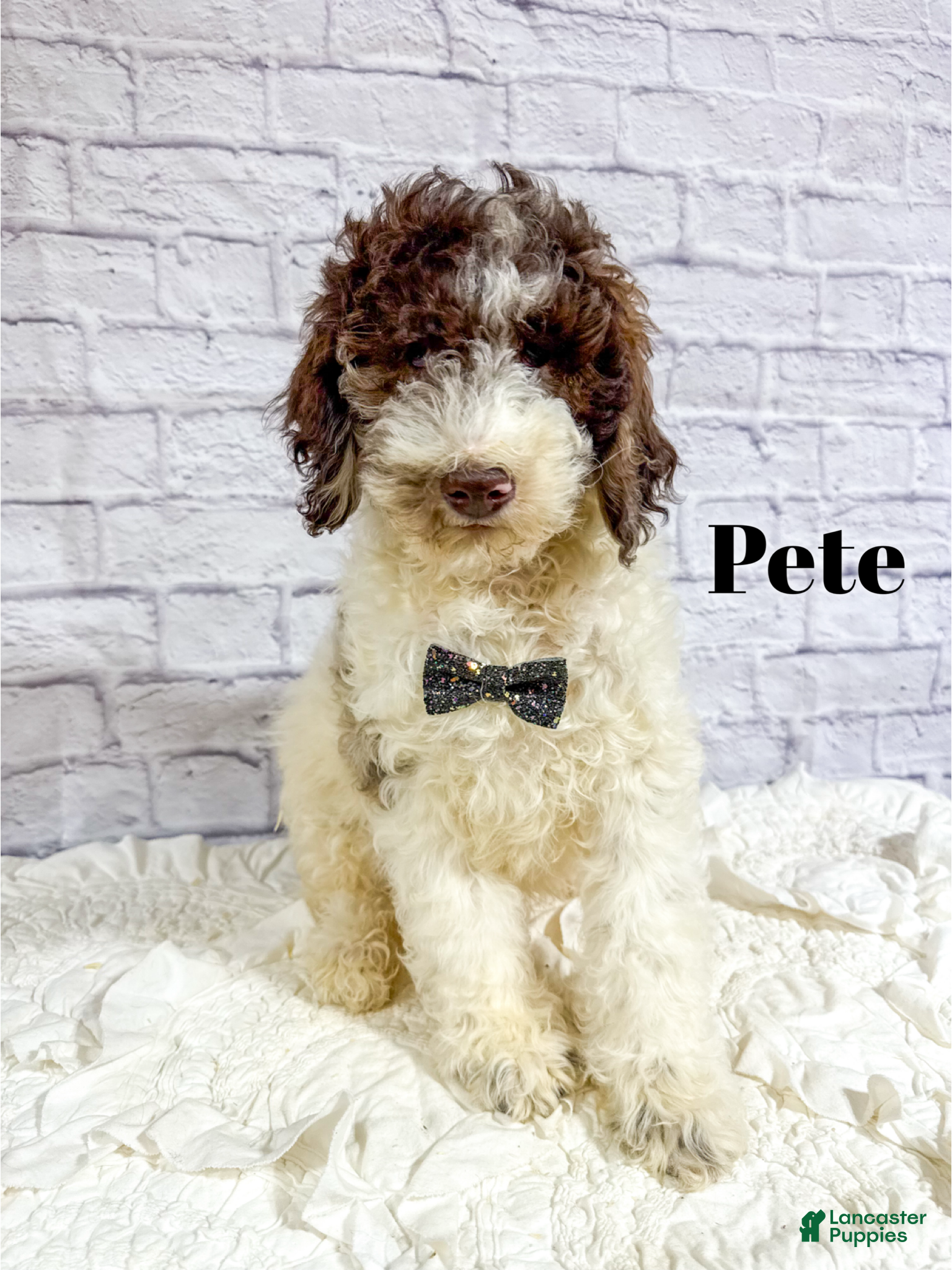 Mini Goldendoodle dogs Pete - Ad 28