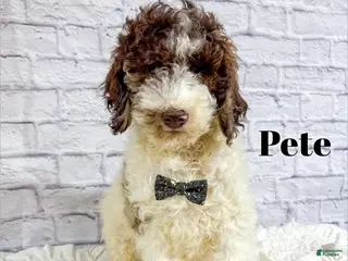 Mini Goldendoodle dogs Pete - Ad 28