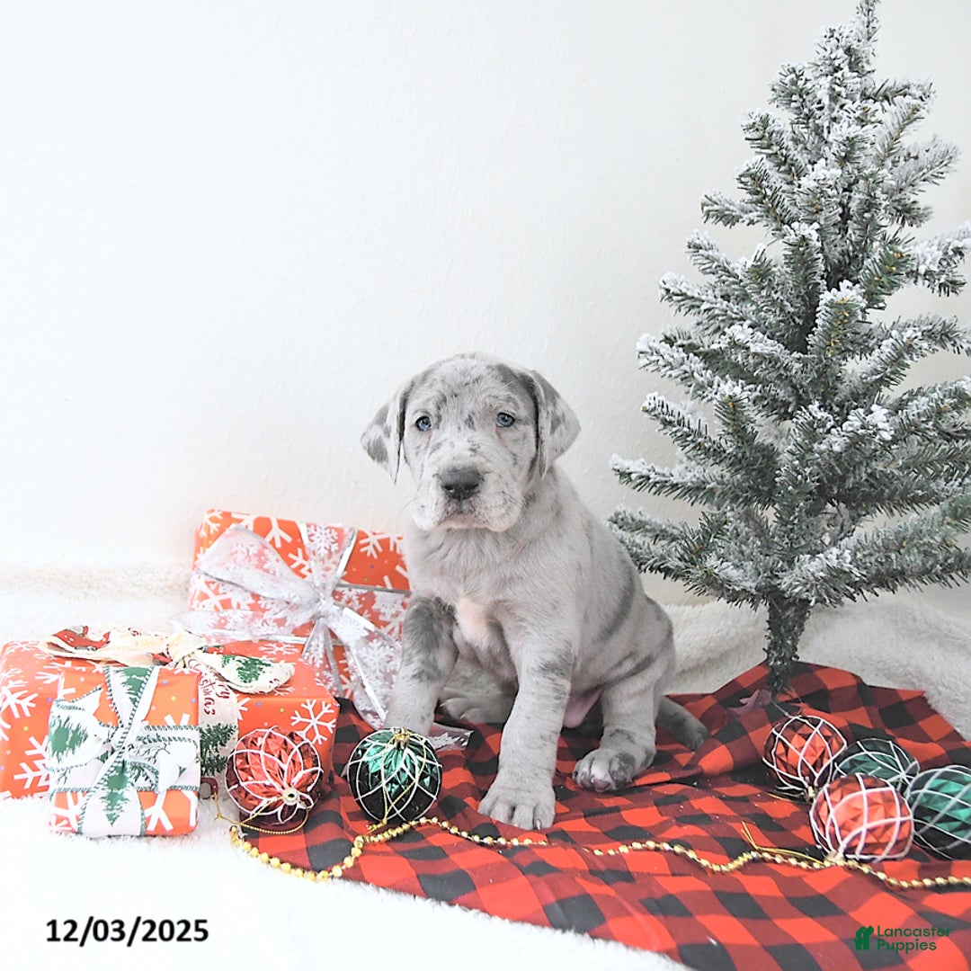 Great Dane dogs for sale: Isla - Ad 3