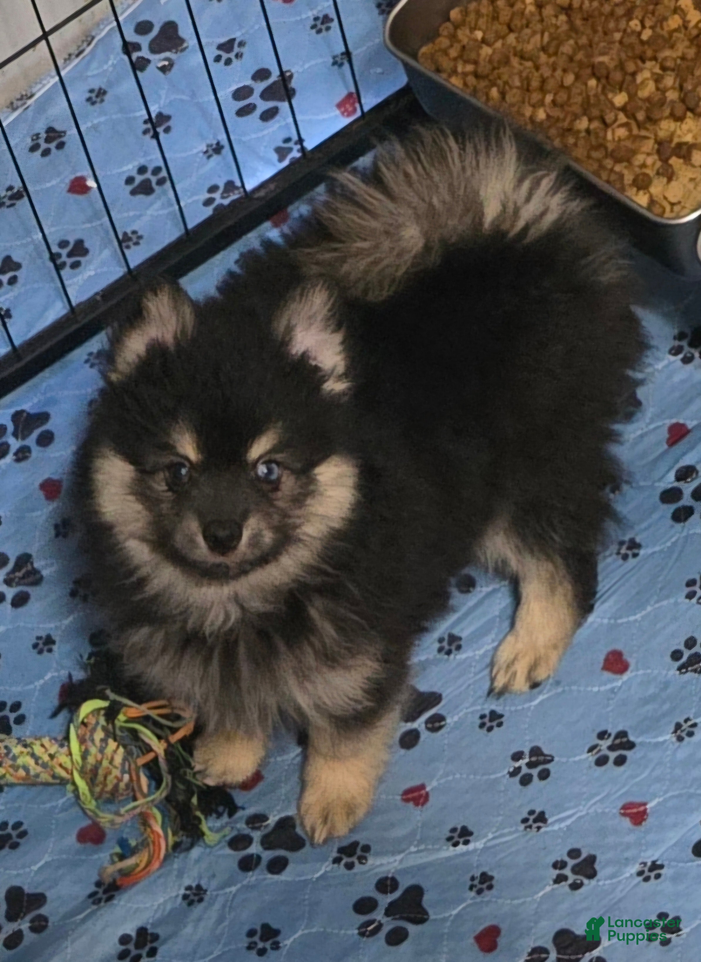 Pomsky dogs Black boy - Ad 1