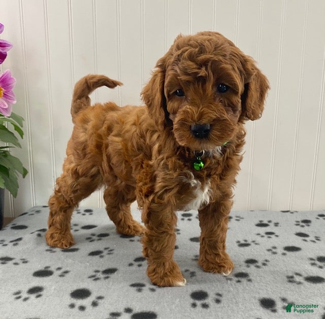 Cavapoo dogs Niles - Ad 1