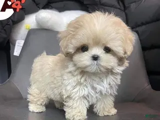 Maltipoo dogs for sale: Maltipoo Tony - Ad 1