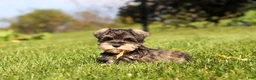 Miniature Schnauzer dogs for sale: Kelly - Ad 7