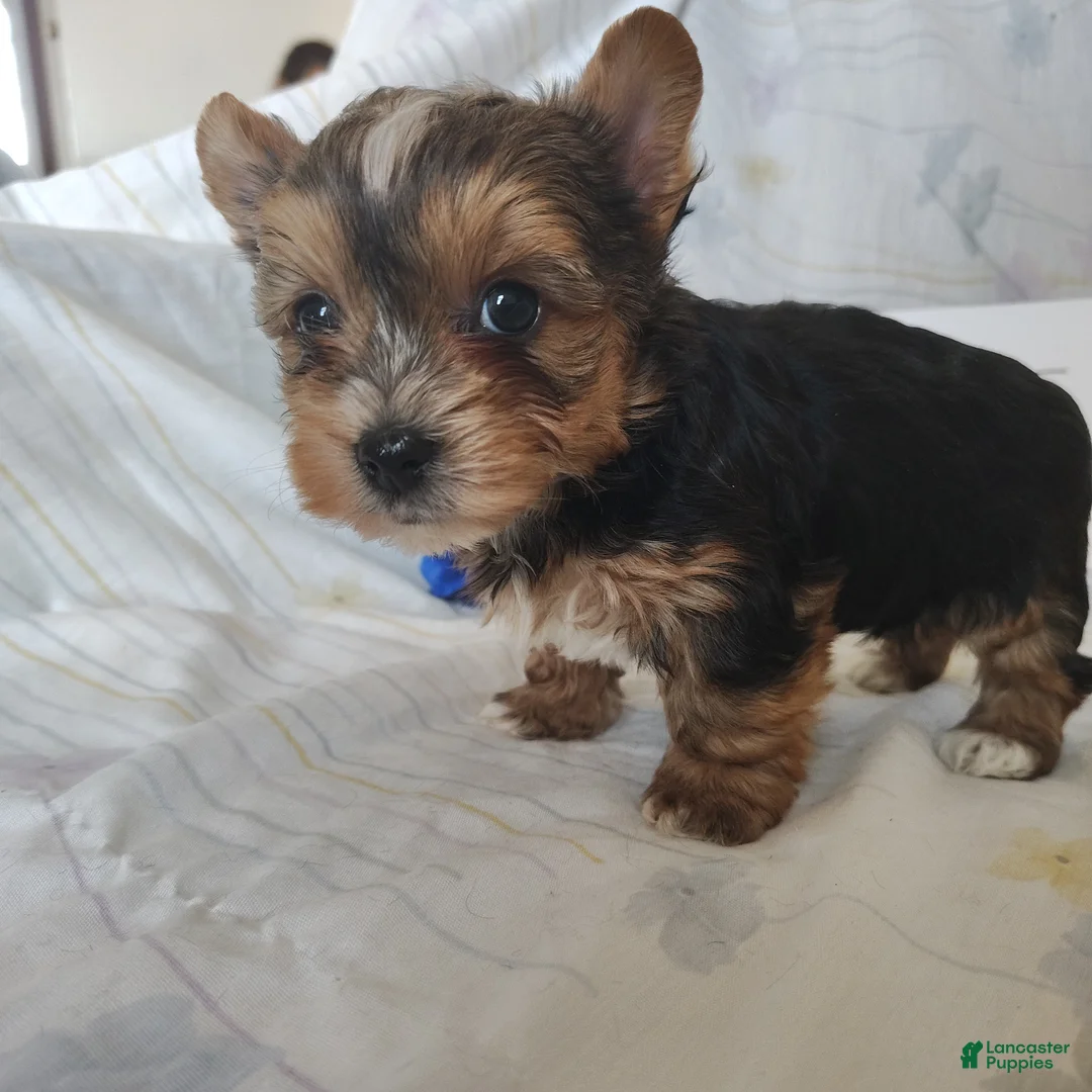 Yorkshire Terrier dogs for sale: Piper - Ad 3