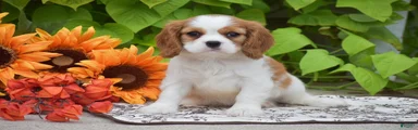 Teddy