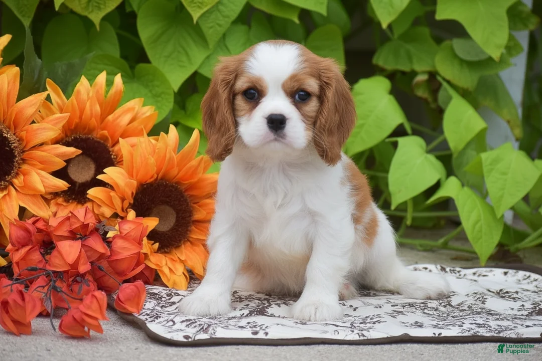 Cavalier King Charles Spaniel dogs for sale: Teddy - Ad 1