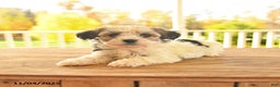 Teddy Bear dogs for sale: Basil  - Ad 2