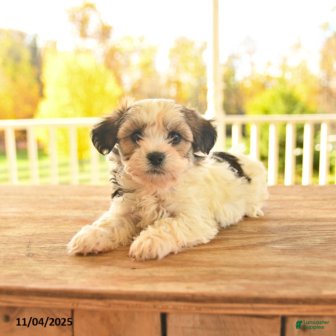 Teddy Bear dogs for sale: Basil  - Ad 2