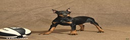 Doberman Pinscher dogs for sale: Bonnie - Ad 2