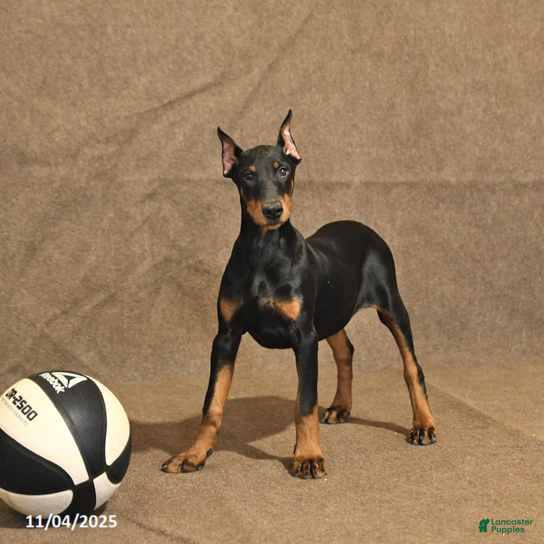 Doberman Pinscher dogs for sale: Bonnie - Ad 2