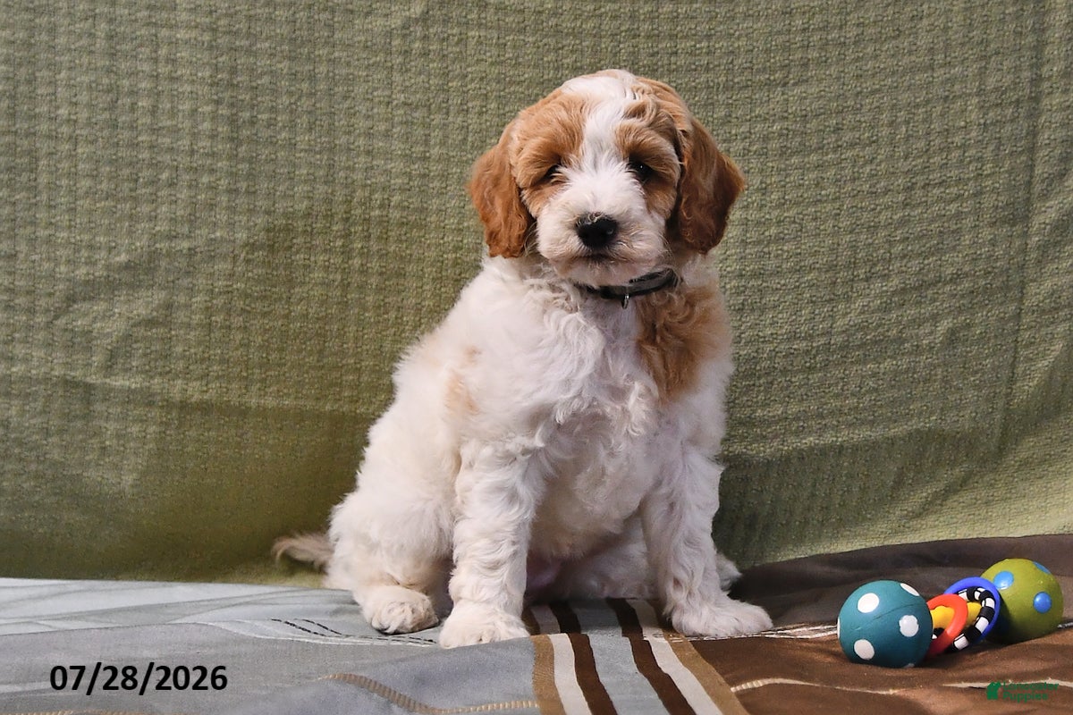 Goldendoodle dogs Sally - Ad 2