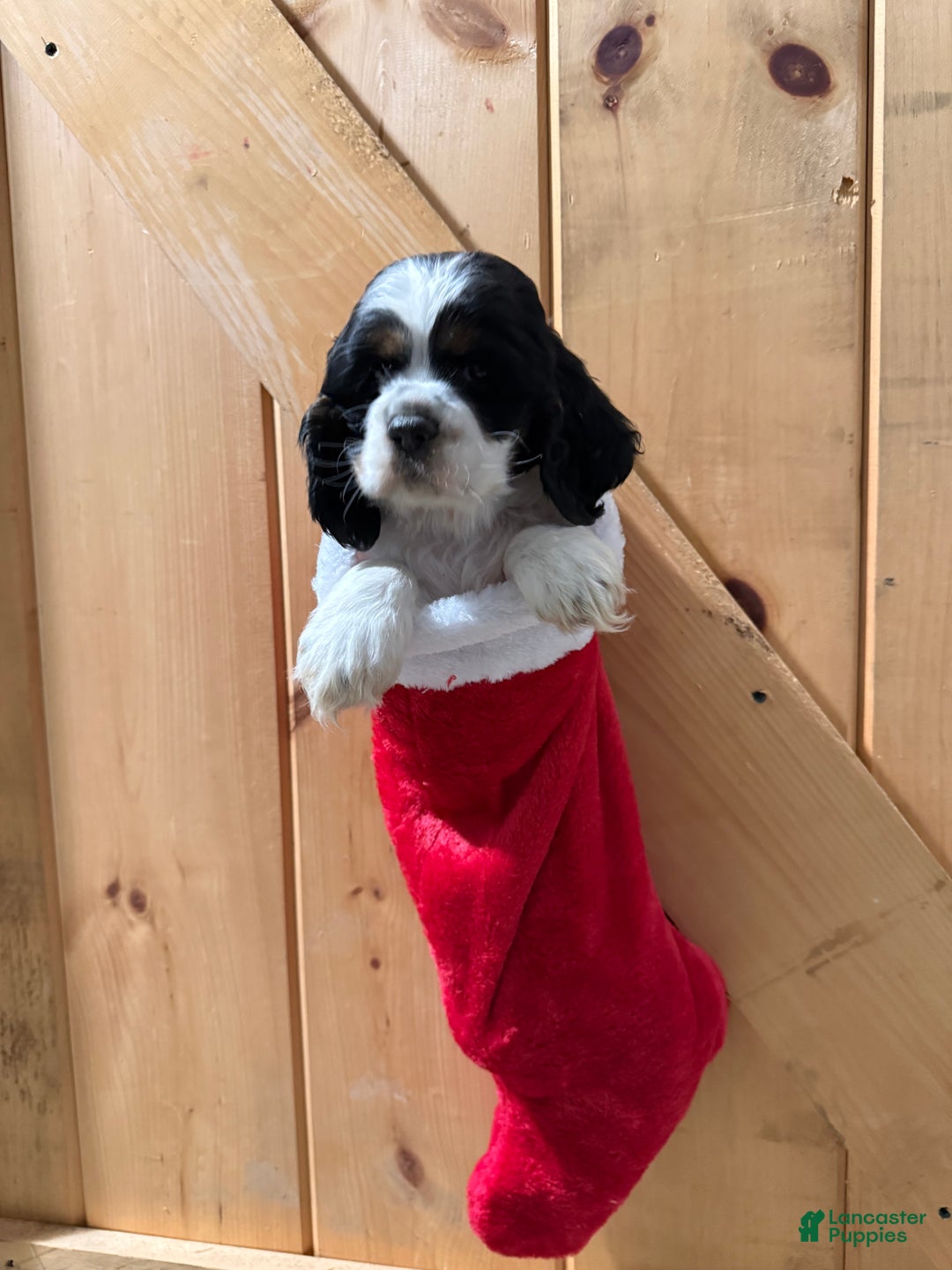 Cocker Spaniel dogs for sale: Dollie - Ad 3