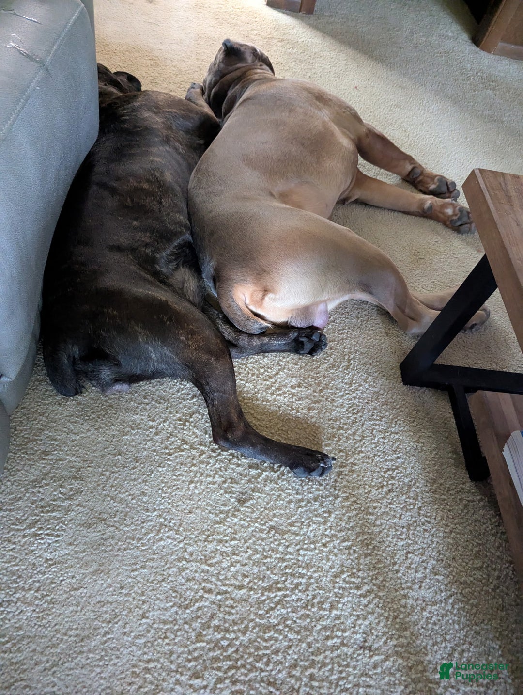 Cane Corso dogs for sale: Grey collar- male - Ad 11