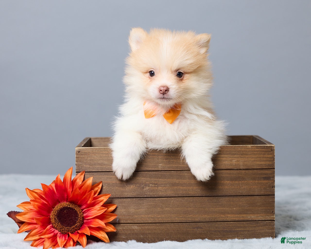 Pomeranian dogs Thomas - Ad 1