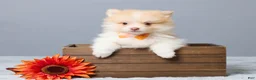 Pomeranian dogs for sale: Thomas - Ad 1