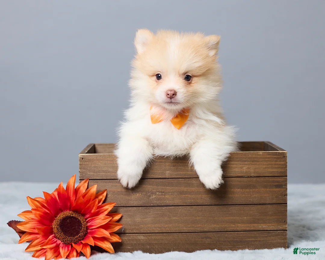 Pomeranian dogs for sale: Thomas - Ad 1