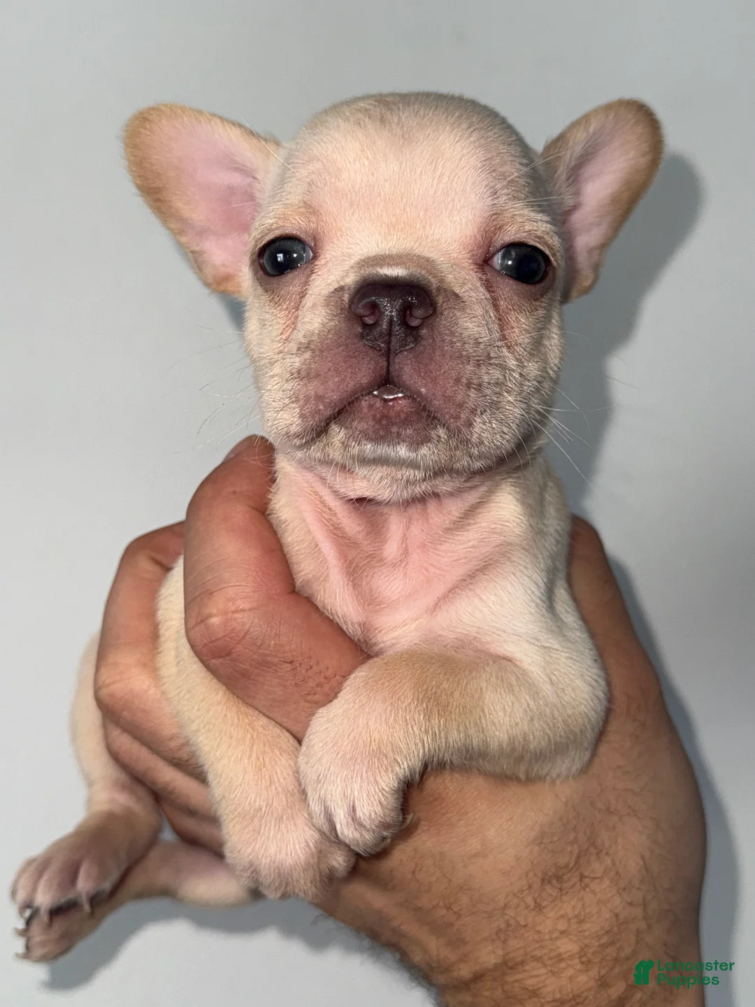 French Bulldog dogs for sale: French Bulldog Puppy 5 - Ad 1