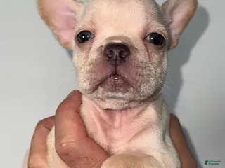 French Bulldog dogs French Bulldog Puppy 5 - Ad 28