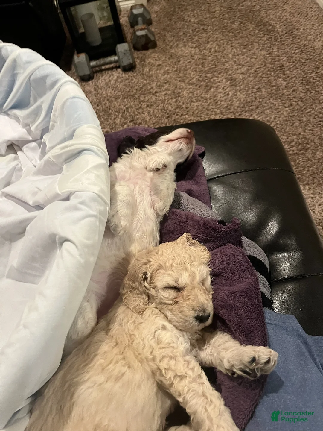 Labradoodle dogs for sale: Chocolate - Ad 8