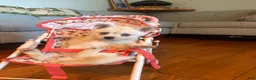 Alaskan Klee Kai dogs for sale: Krissy - Ad 6