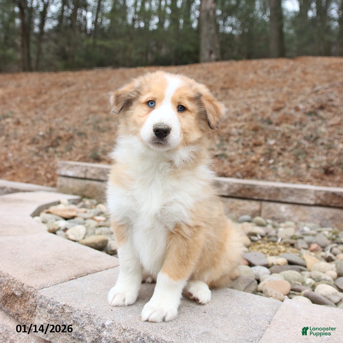 Mixed Breed dogs Buddy - Ad 2