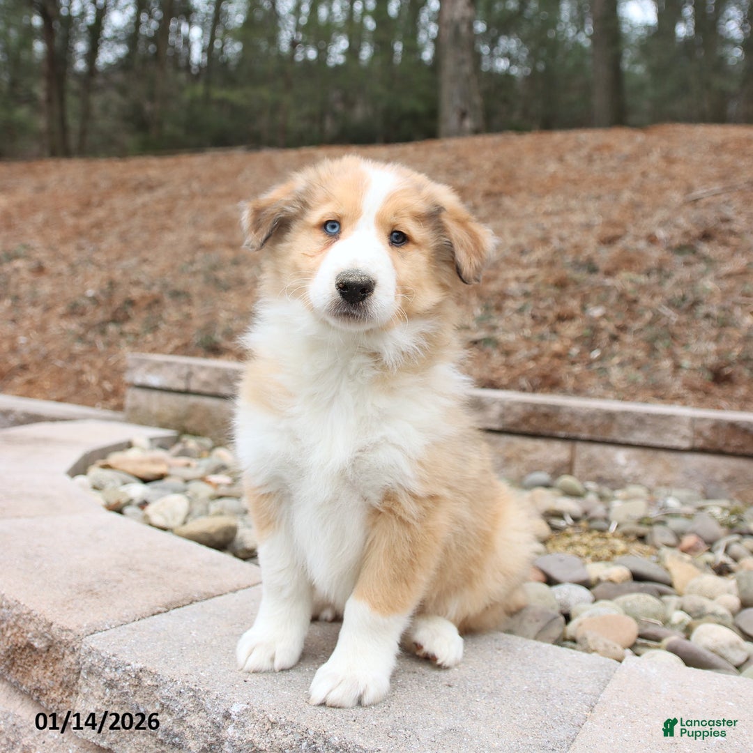 Mixed Breed dogs for sale: Buddy - Ad 2