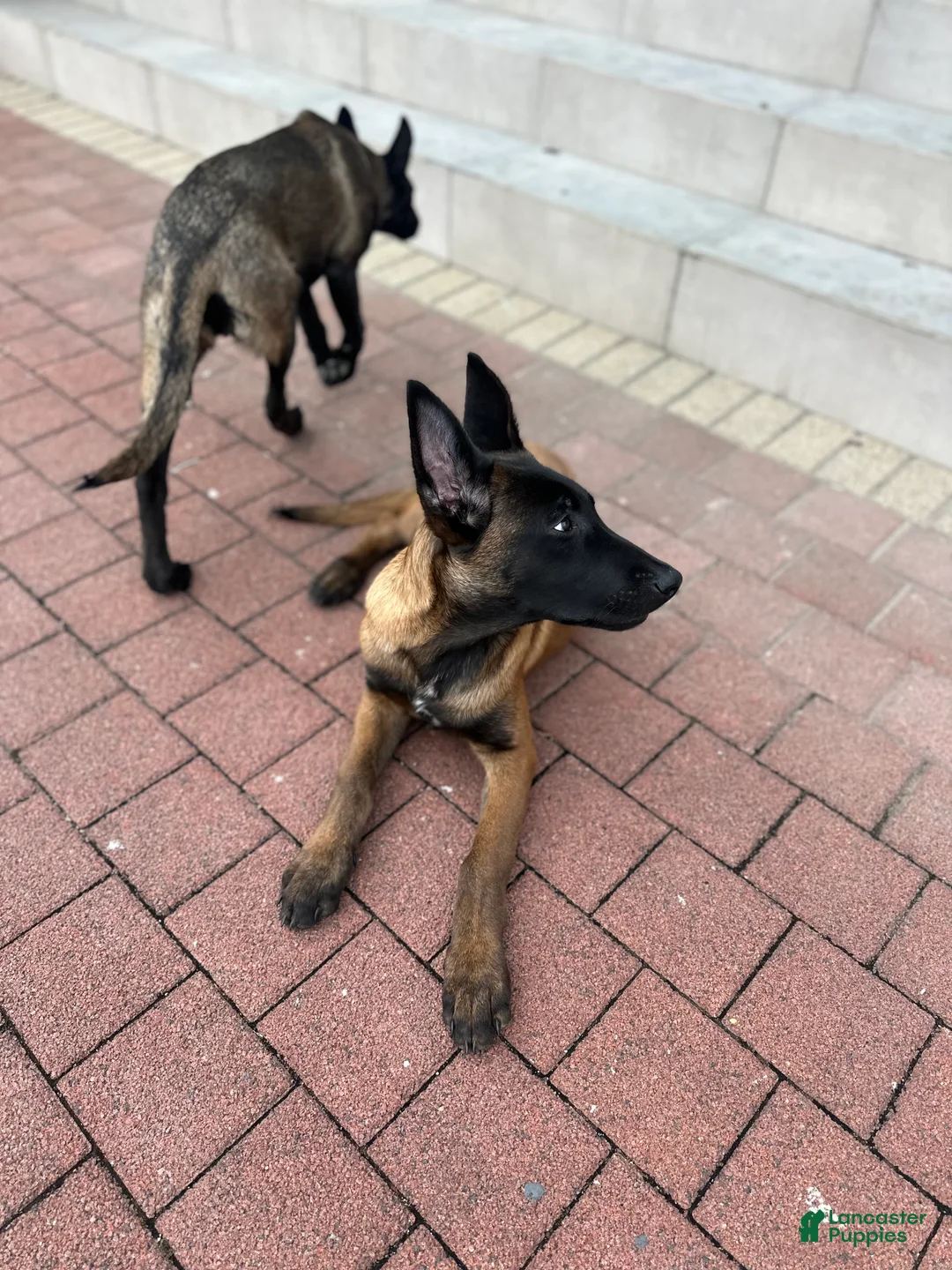 Belgian Malinois dogs for sale: Belgian Malinois Puppy 1 - Ad 4
