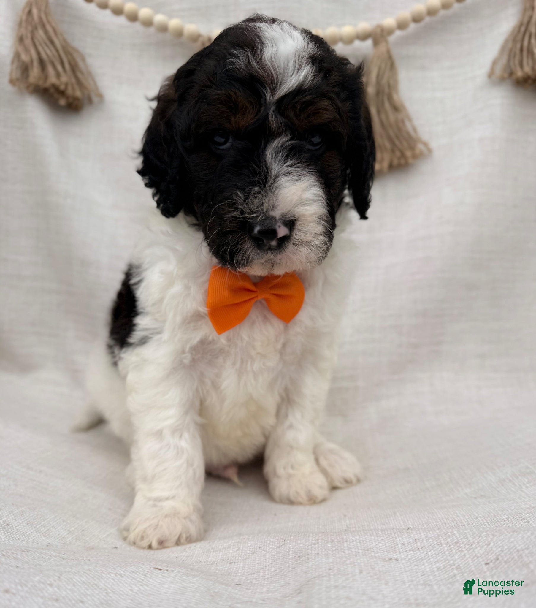 Goldendoodle dogs for sale: Goldendoodle Puppy 3 - Ad 1