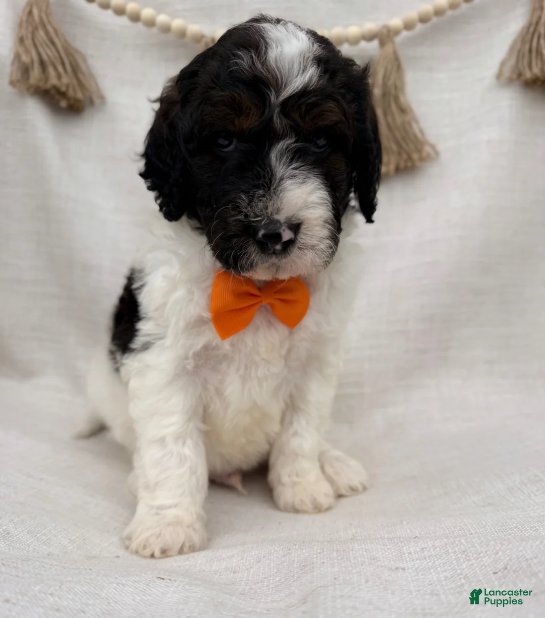 Goldendoodle dogs for sale: Goldendoodle Puppy 3 - Ad 1