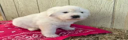 Great Pyrenees dogs for sale: Great Pyrenees Puppy 6 Pink (Dottie) - Ad 1