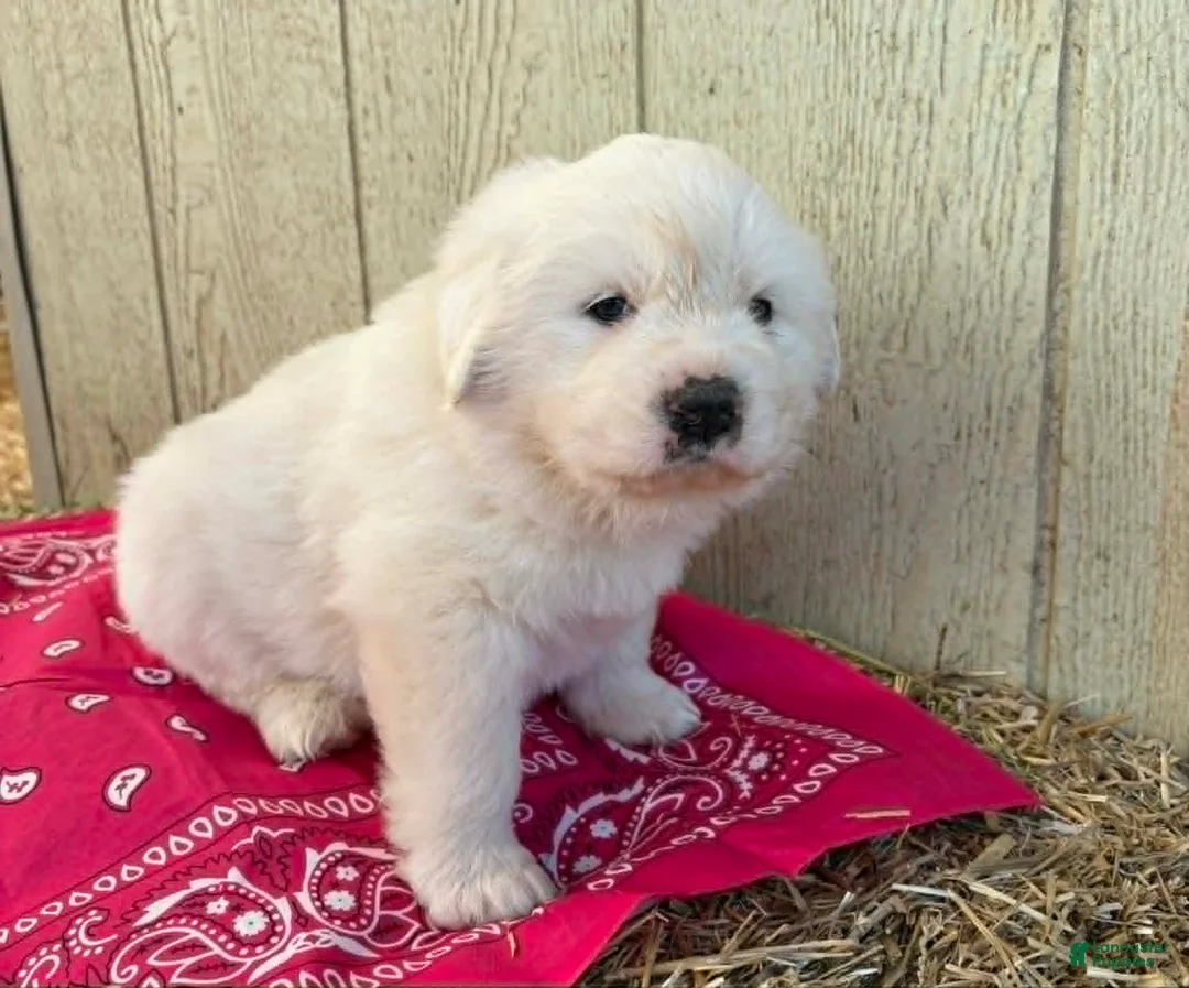 Great Pyrenees dogs for sale: Great Pyrenees Puppy 6 Pink (Dottie) - Ad 1