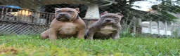 American Bully dogs for sale: Rosco  - Ad 3
