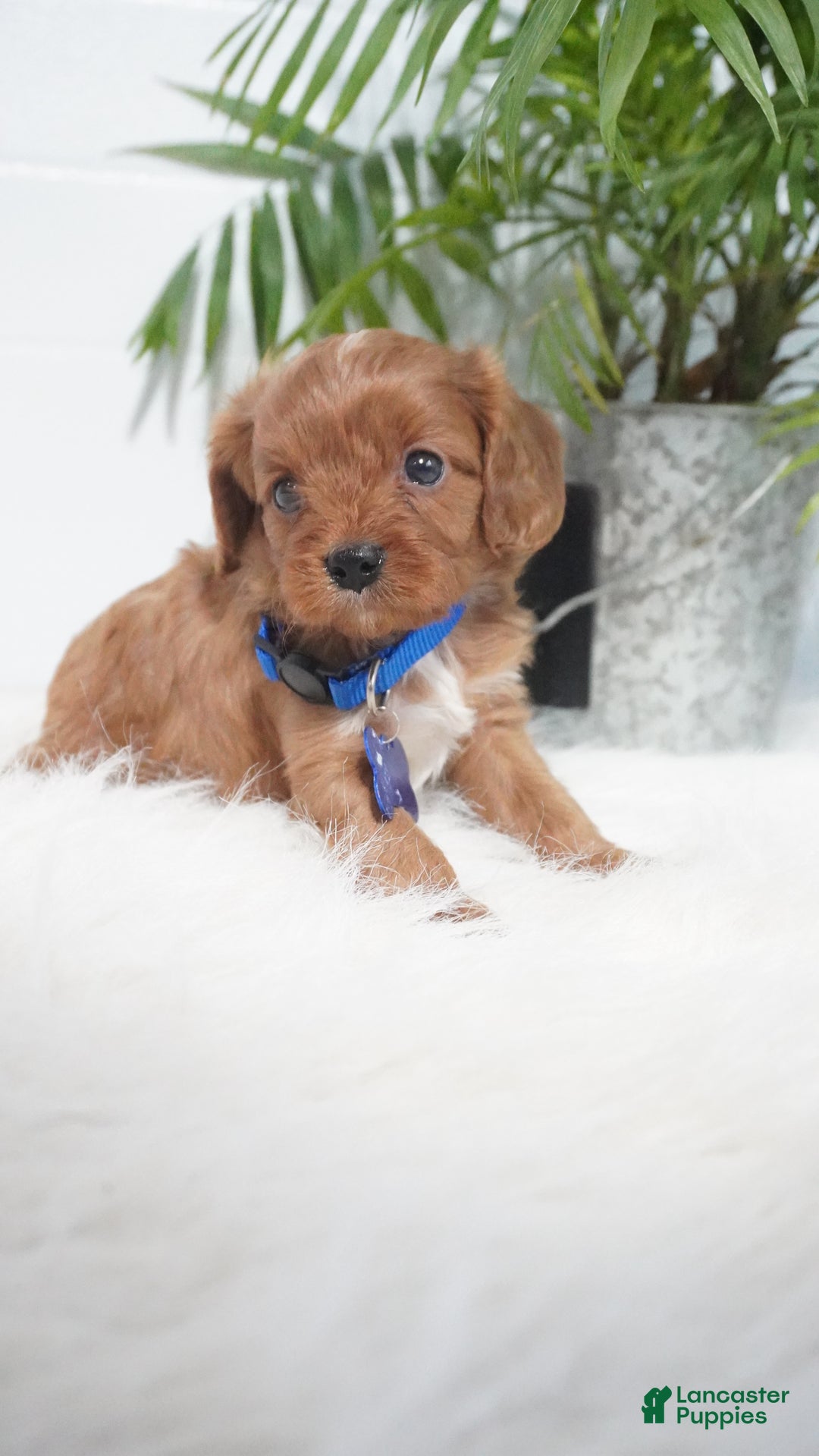 Cavapoo dogs for sale: Beau - Ad 12