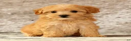 Havapoo dogs for sale: Kelly - Ad 7