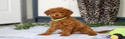 Mini Goldendoodle dogs for sale: Mitch - Ad 4