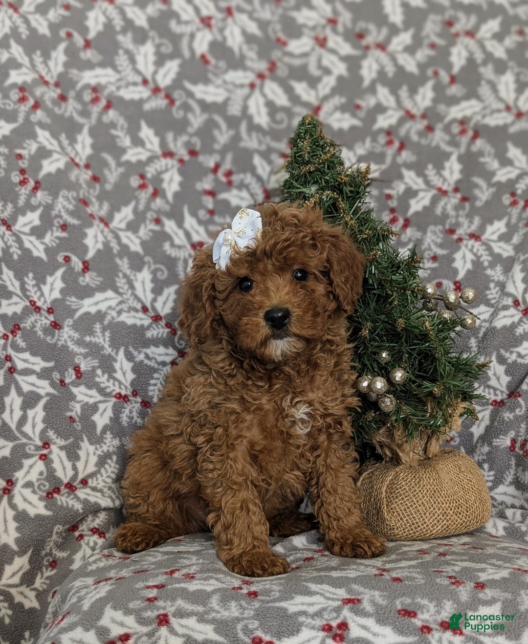 Miniature Poodle dogs for sale: Celene Ready for Christmas - Ad 3