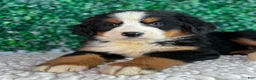 Bernese Mountain Dog dogs for sale:  Chloe  - Ad 3