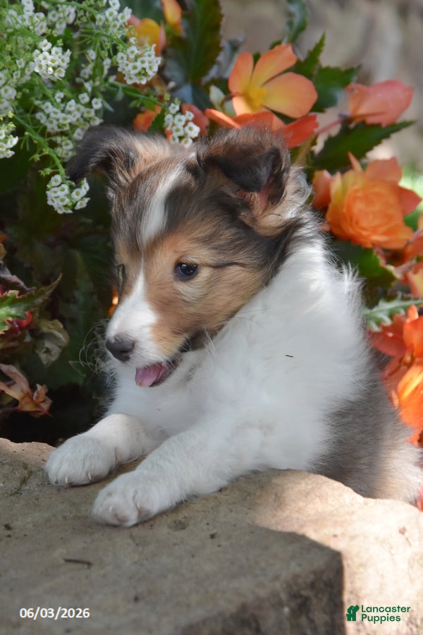 Shetland Sheepdog dogs for sale: Lollipop - Ad 5