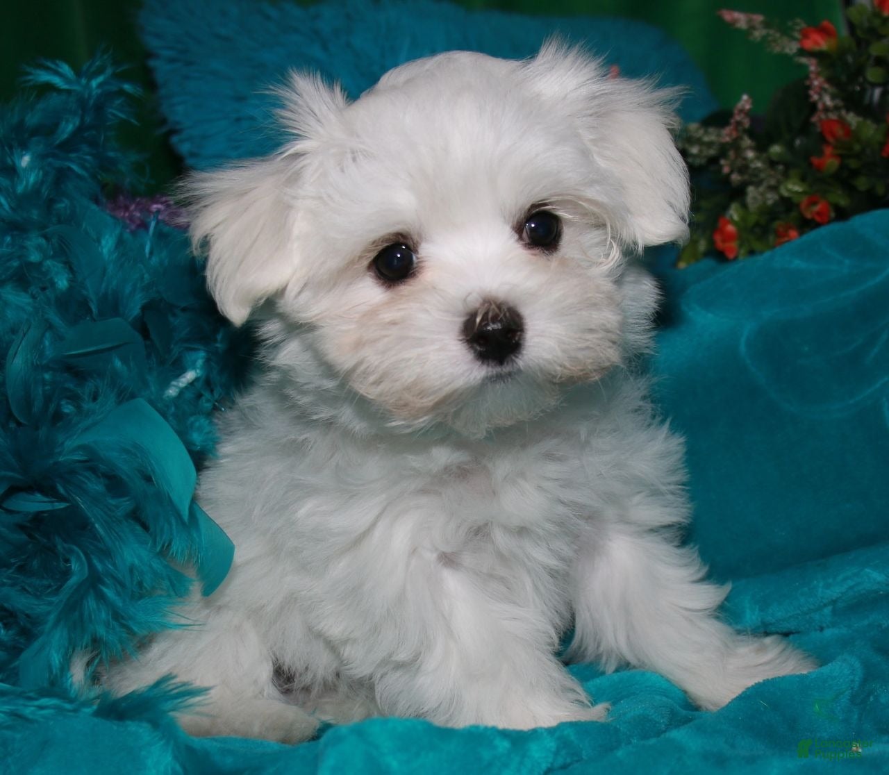 Maltese dogs Farrah - Ad 6