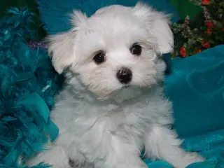 Maltese dogs Farrah - Ad 6