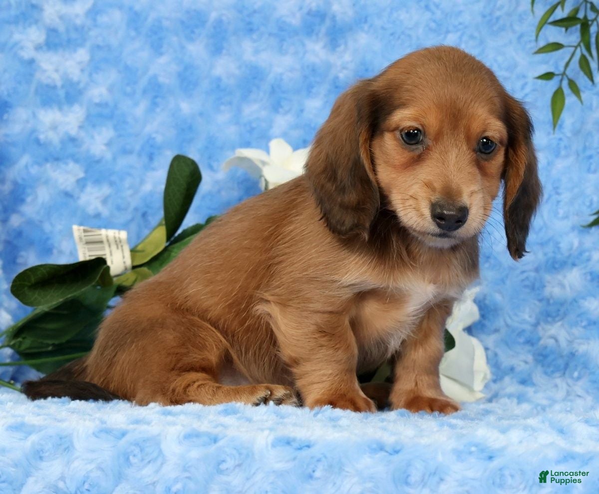 Miniature Dachshund dogs for sale: Scott - Ad 4