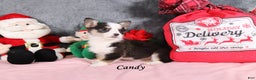 Welsh Corgi Pembroke dogs for sale: Candy - Ad 3