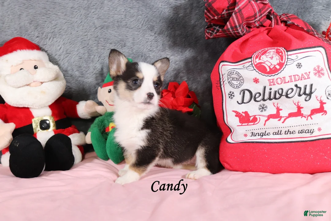 Welsh Corgi Pembroke dogs for sale: Candy - Ad 3