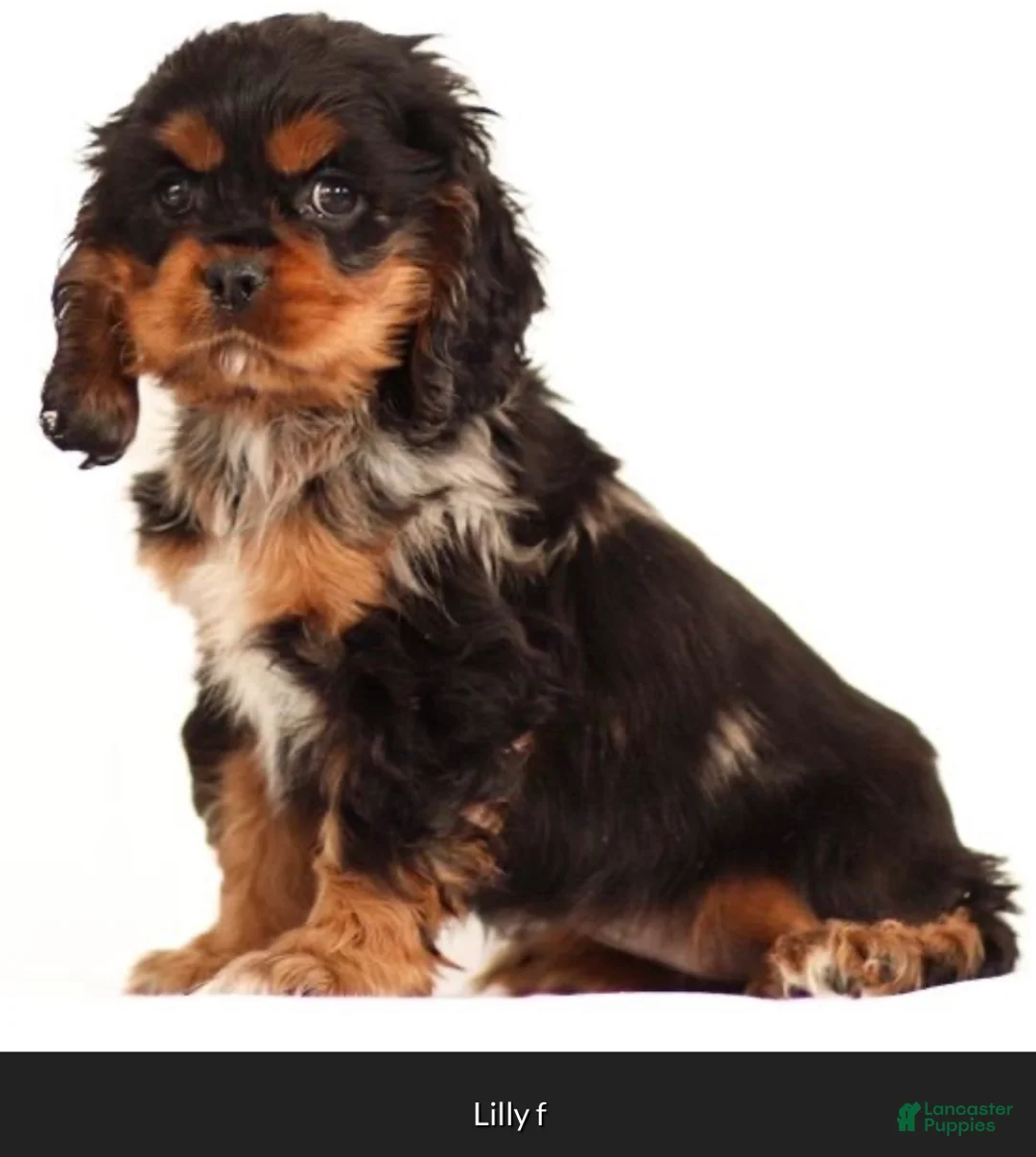 Cocker Spaniel dogs for sale: Rosebud🐾❤️Genetic Health Tested AKC Registered❤️Text or Call 717-319-4781 - Ad 7