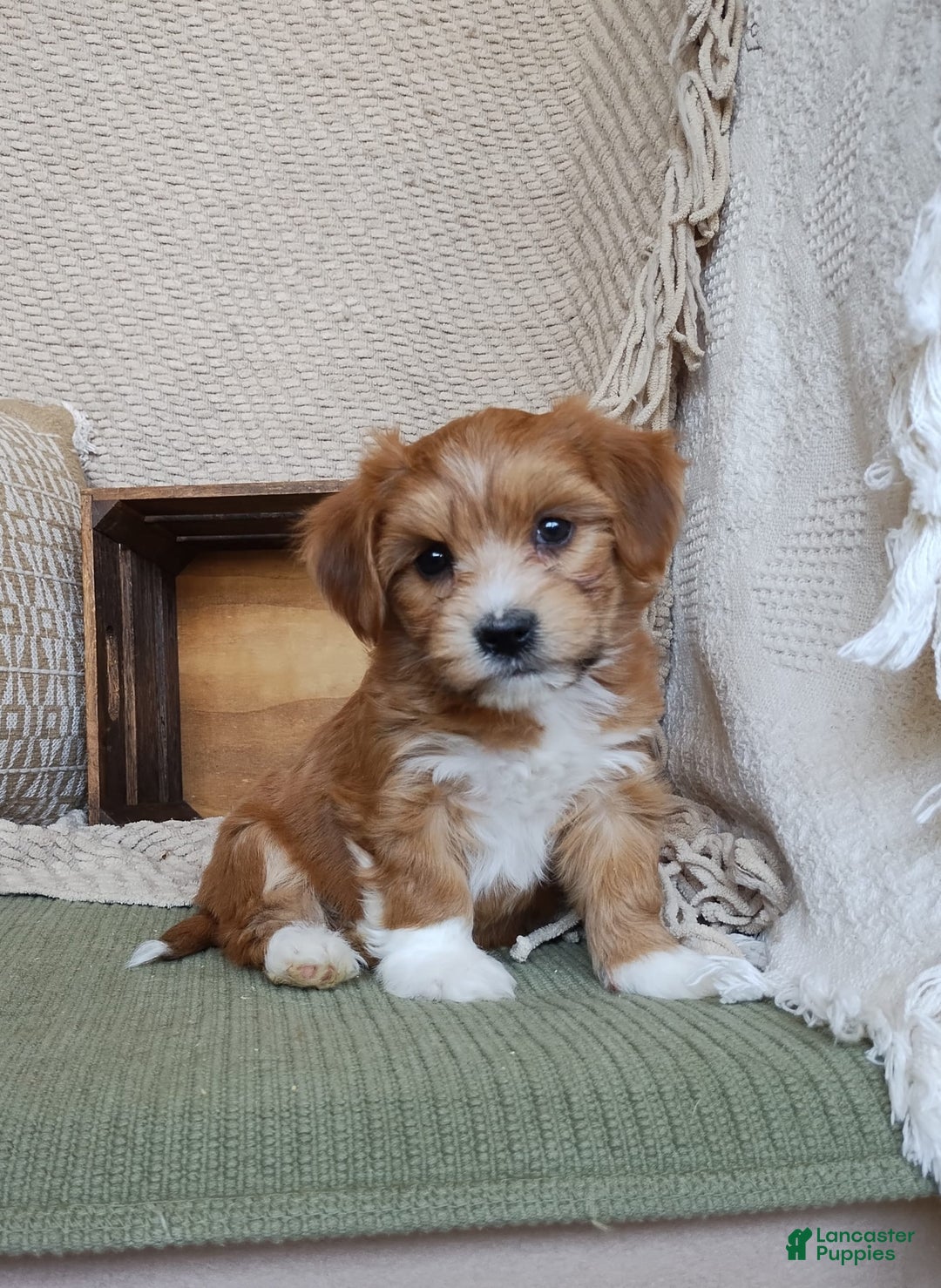 Gallery Image {{count}}