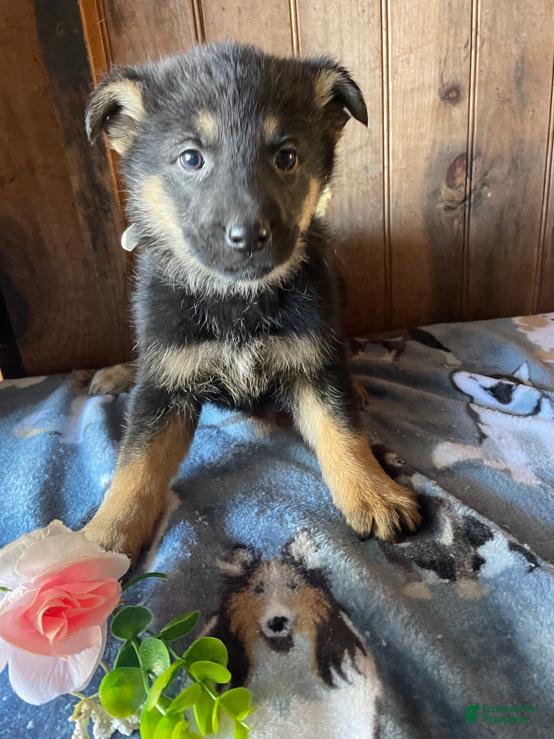 German Shepherd dogs for sale: Faith - Ad 1