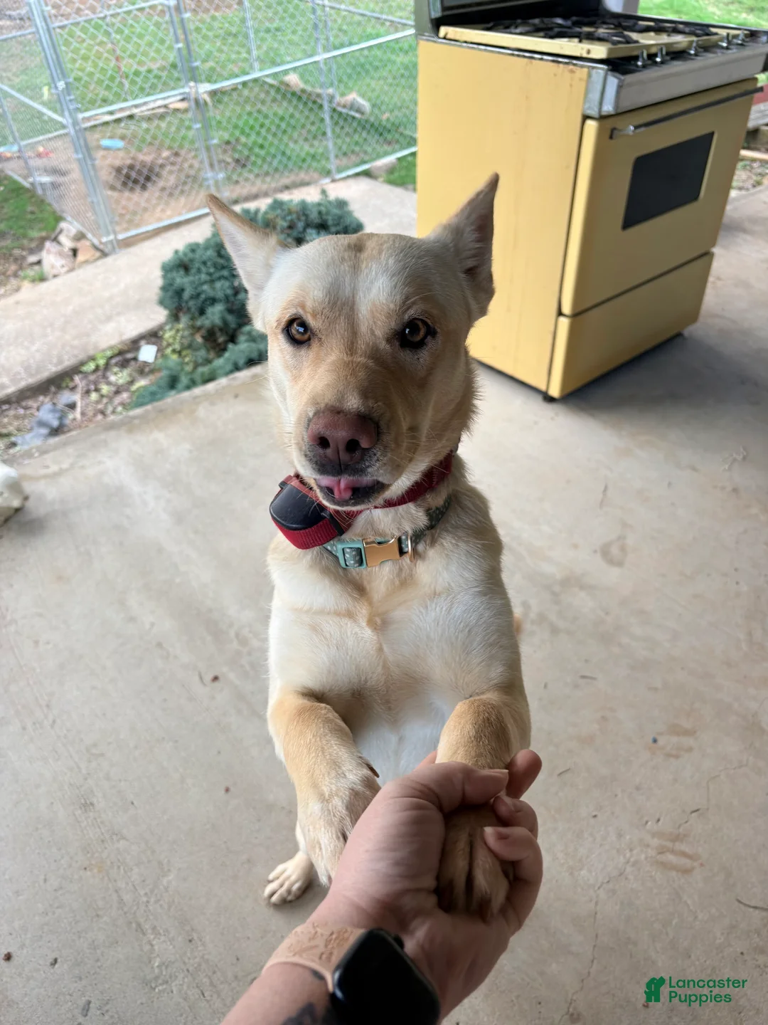 Mixed Breed dogs for sale: sutton - Ad 1