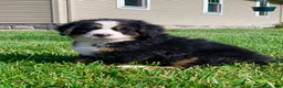 Bernese Mountain Dog dogs for sale: SweetPea - Ad 5