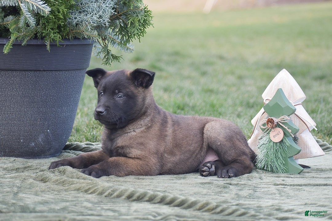 Belgian Malinois dogs for sale: Randy - Ad 3